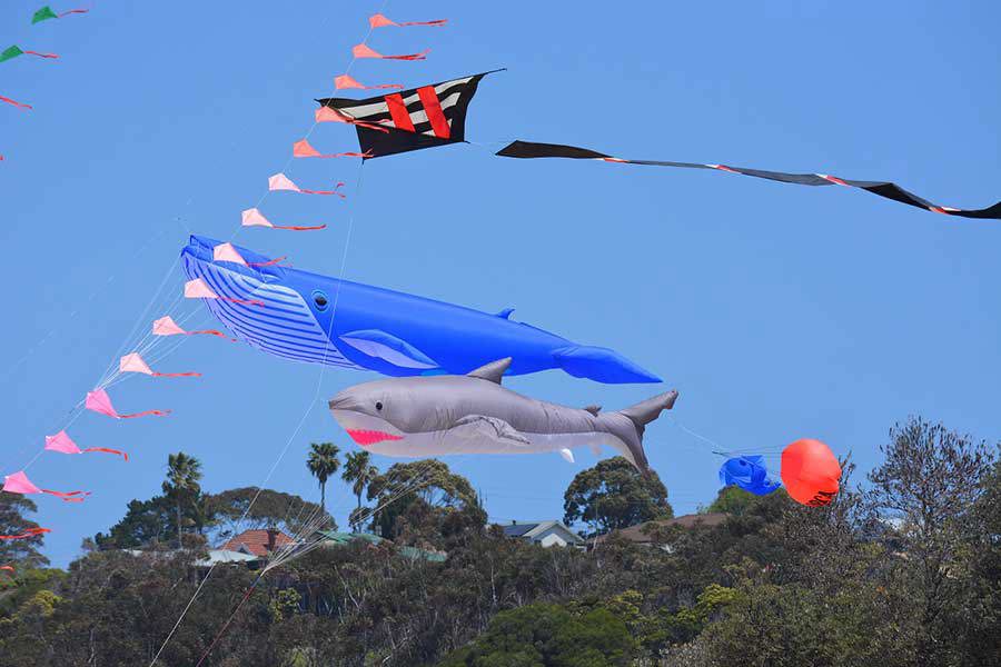 Eden Whale Festival