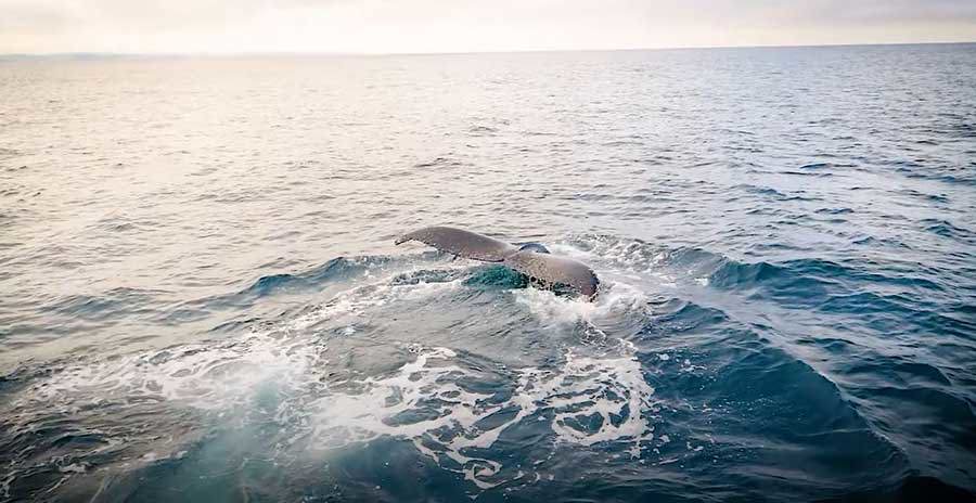 Island Whale Festival - Phillip Island