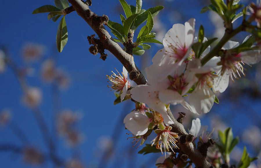 Mallee Almond Blossom Festival