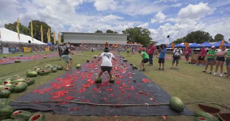 Melon Fest - Chinchilla