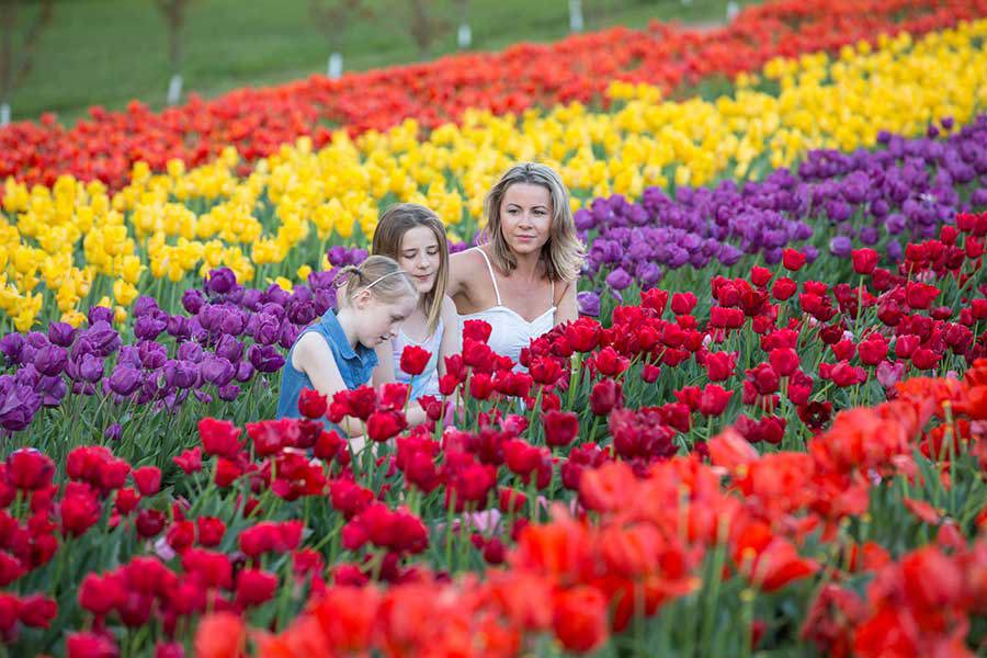 Tesselaar Tulip Festival